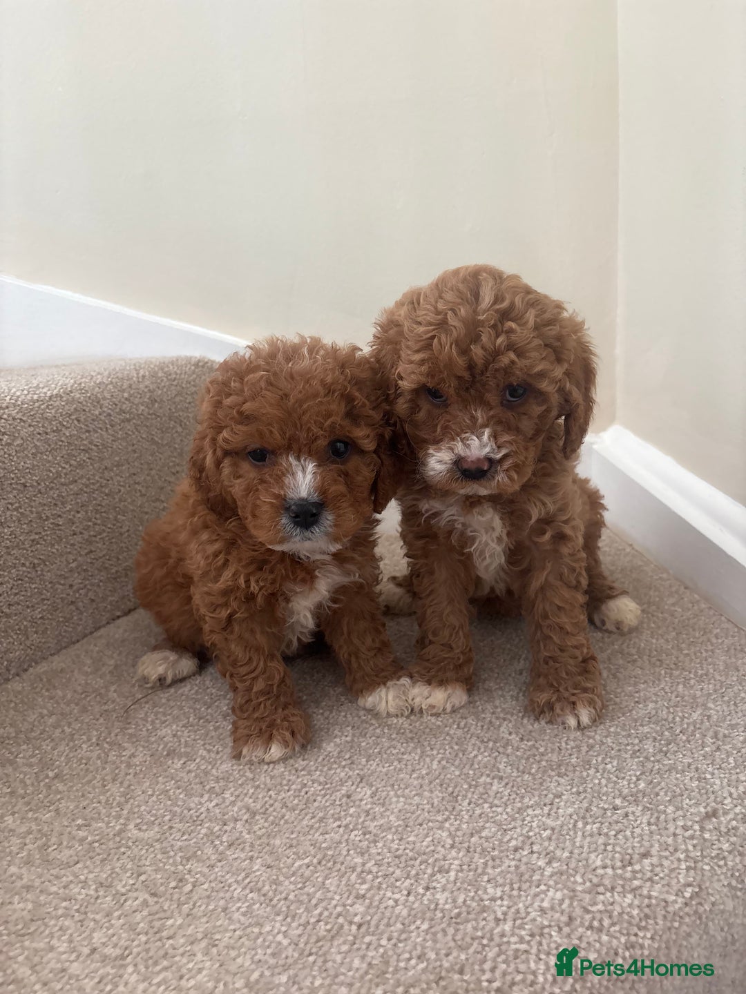 Cavapoo dogs for sale: Stunning F1b Deep Fox Red Toy cavapoos - Image 3