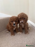 Cavapoo dogs - Advert 7