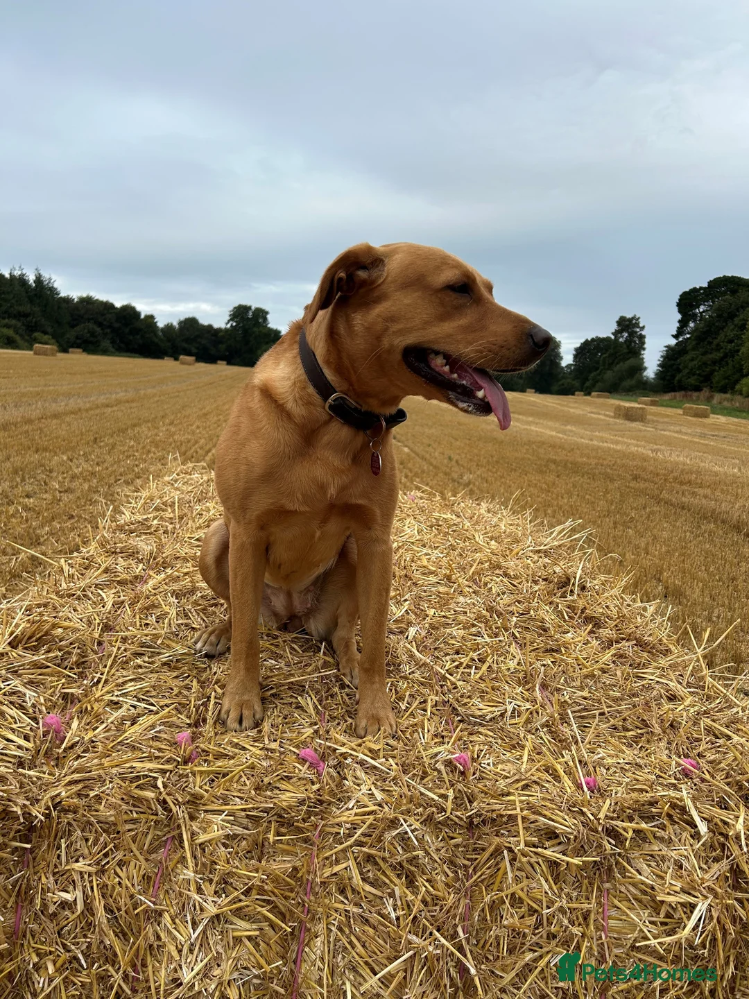 Labrador Retriever dogs for sale: Fox Red/Yellow working line Labrador puppies in Ilminster - Advert 13