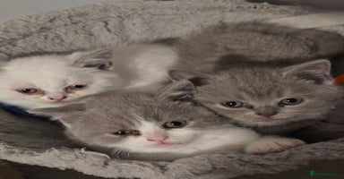 British Shorthair cats - Advert 1