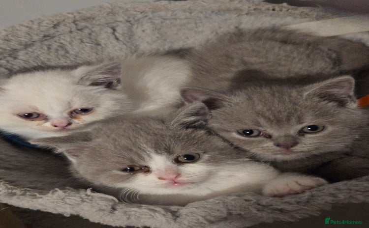 British Shorthair cats - Advert 15