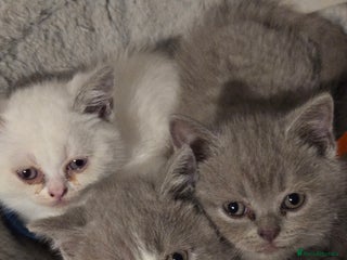 British Shorthair cats - Advert 4