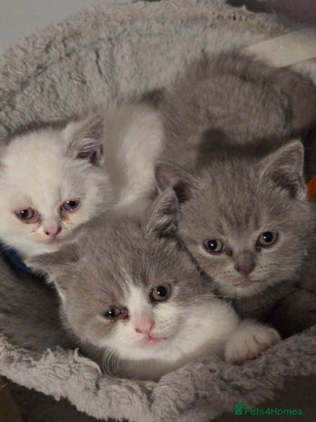 British Shorthair cats - Advert 2