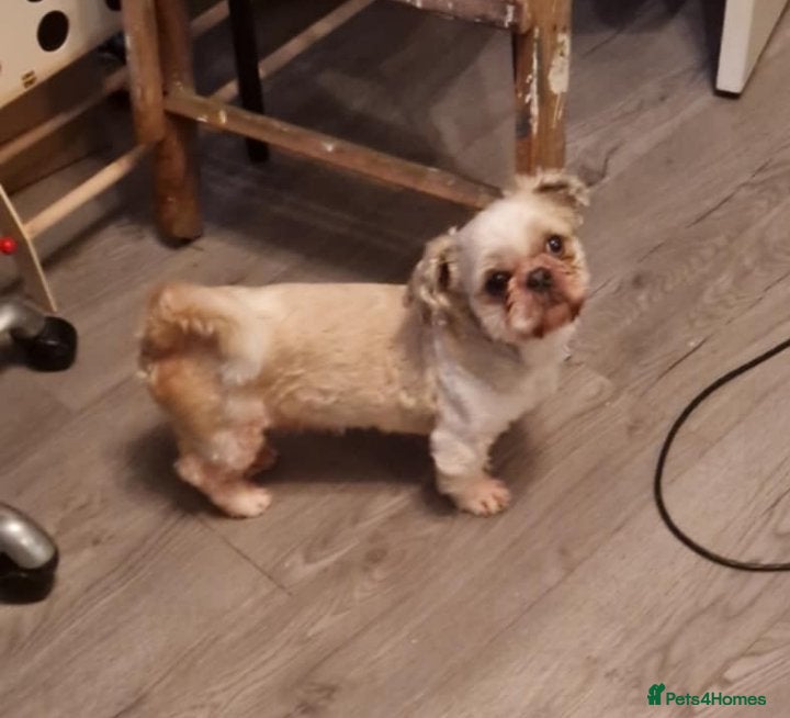 Shih Tzu dogs Proven Stud in Bishop Auckland - Advert 4