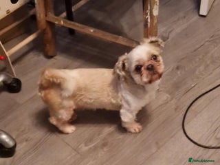 Shih Tzu dogs for stud in Bishop Auckland - Advert 2