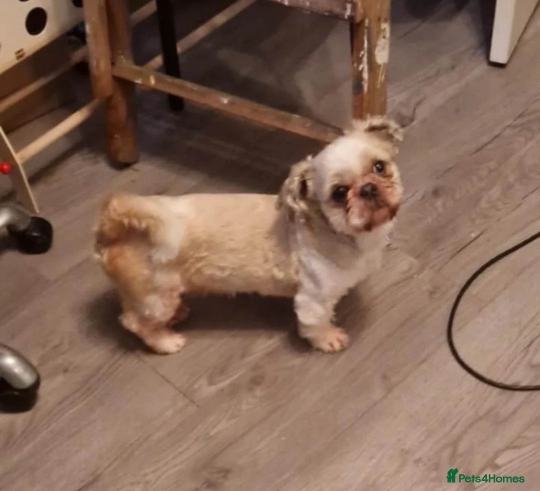 Shih Tzu dogs for stud: Proven Stud Little Davie  in Bishop Auckland - Advert 1