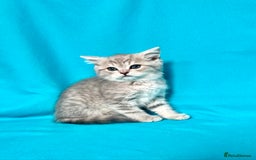 British Shorthair cats for sale: 🐾Purebred BSH kittens🐾 - Image 27