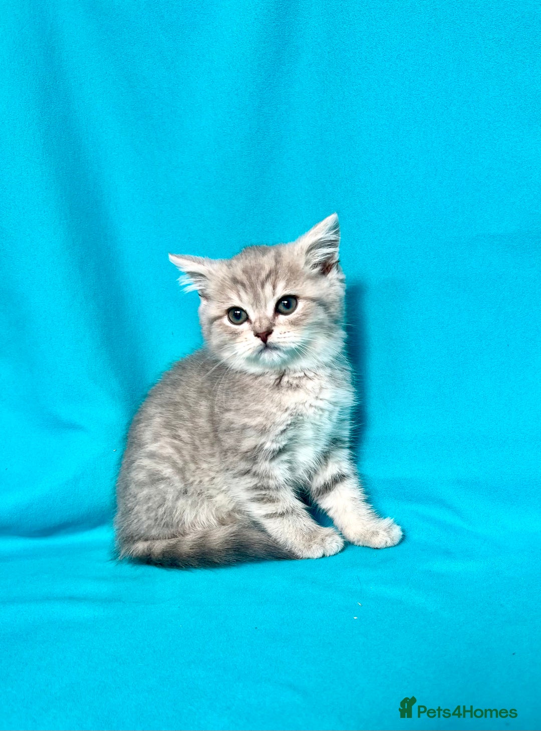 British Shorthair cats for sale: 🐾Purebred BSH kittens🐾 - Image 27