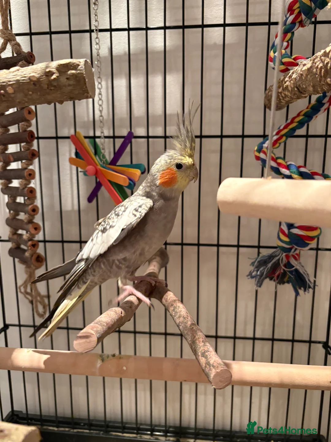 Cockatiels birds for sale: Beautiful male cockatiel  in Woodford Green - Advert 9