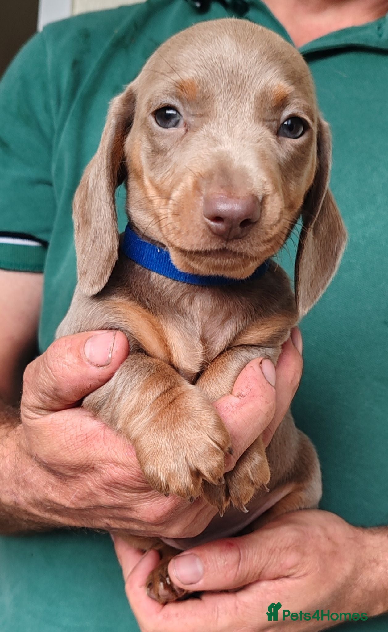 Dachshund dogs Pra Clear Minature Daushaund Puppies  - Advert 1