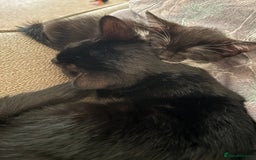 British Shorthair cats for sale: beautiful little girl - Image 2