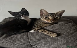 Bengal cats for sale: Beautiful kittens  - Image 6