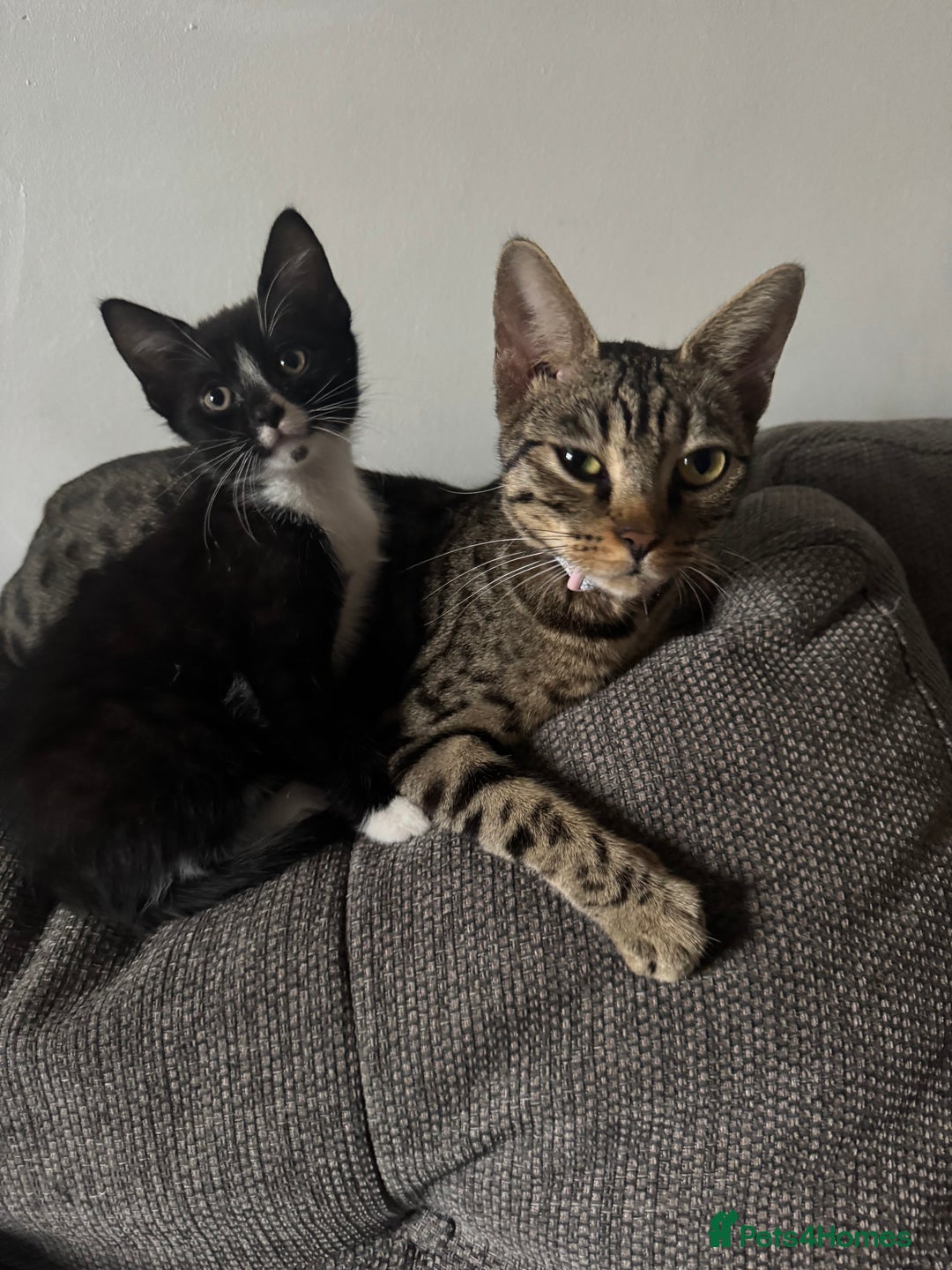 Bengal cats for sale: Beautiful kittens  - Image 6