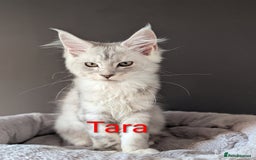 Maine Coon cats for sale: 2 outstanding girls from a shaded line  - Image 3