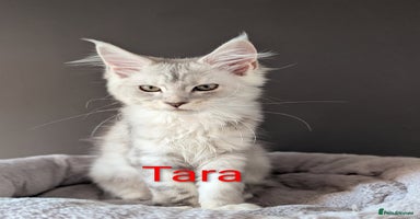 Maine Coon cats - Advert 1