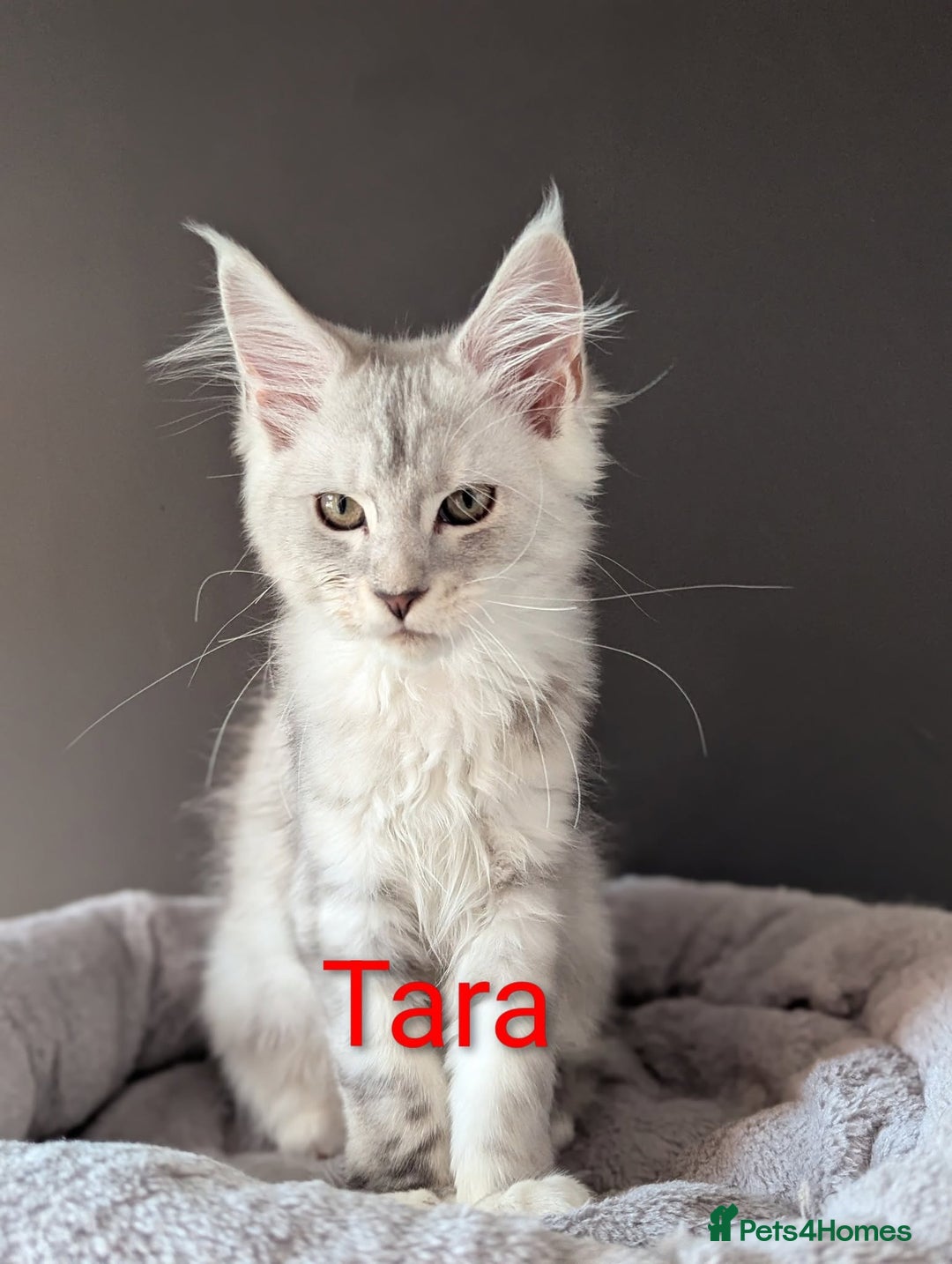 Maine Coon cats for sale: 2 outstanding girls from a shaded line  - Image 3