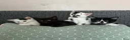 Domestic Shorthair cats for sale: Adorable kittens ready for forever homes 🩷 - Advert 3