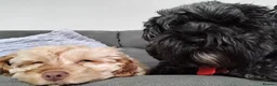 Cockapoo dogs for sale: 17 month old Cockapoo - Advert 8