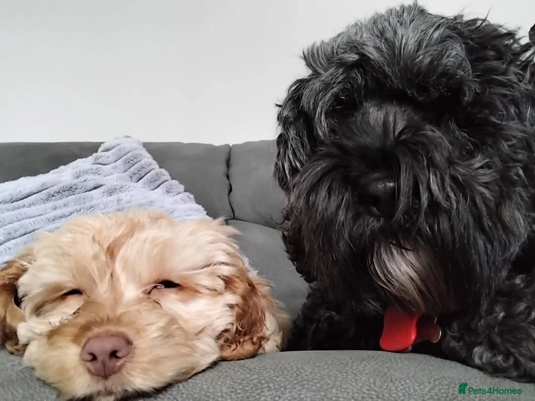 Cockapoo dogs for sale: 17 month old Cockapoo - Advert 8