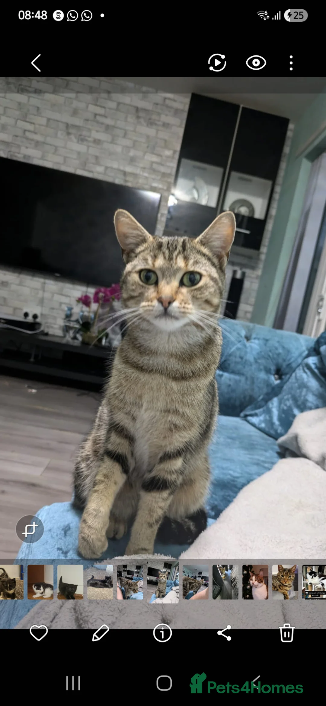 Mixed Breed cats for sale: Bengal x Maine Coon Mix in Harrow - Advert 10