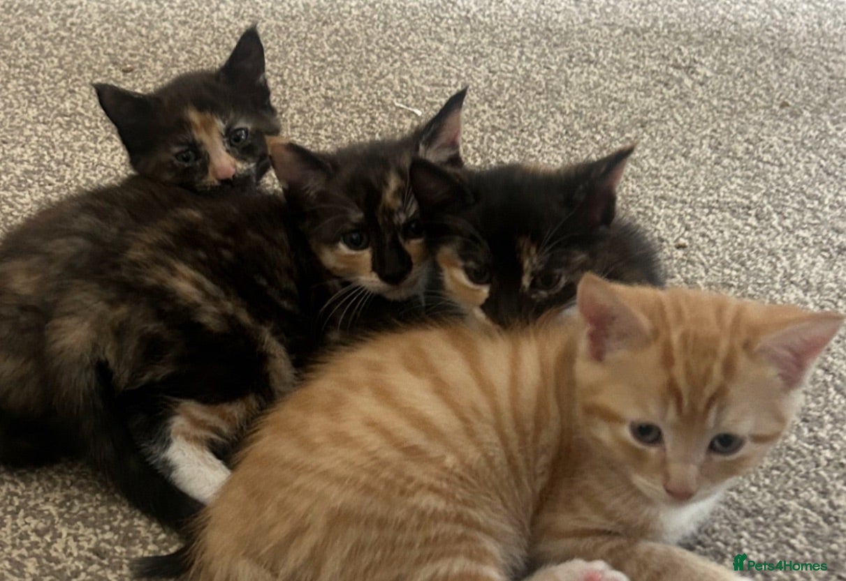 Domestic Shorthair cats Very cute and friendly litter of kittens  - Advert 1