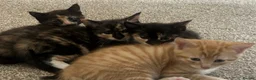 Domestic Shorthair cats for sale: Very cute and friendly litter of kittens  - Advert 1