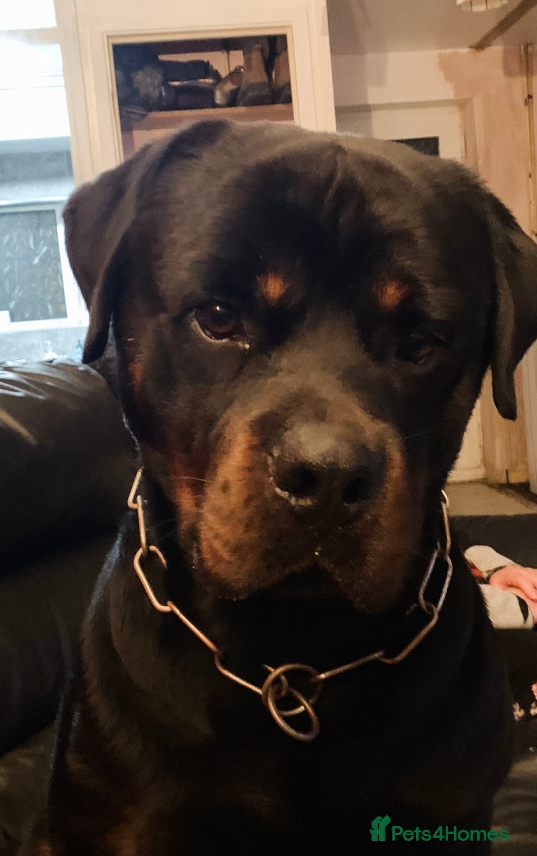 Rottweiler dogs for sale: TOP QUALITY GERMAN PUPS - Image 4