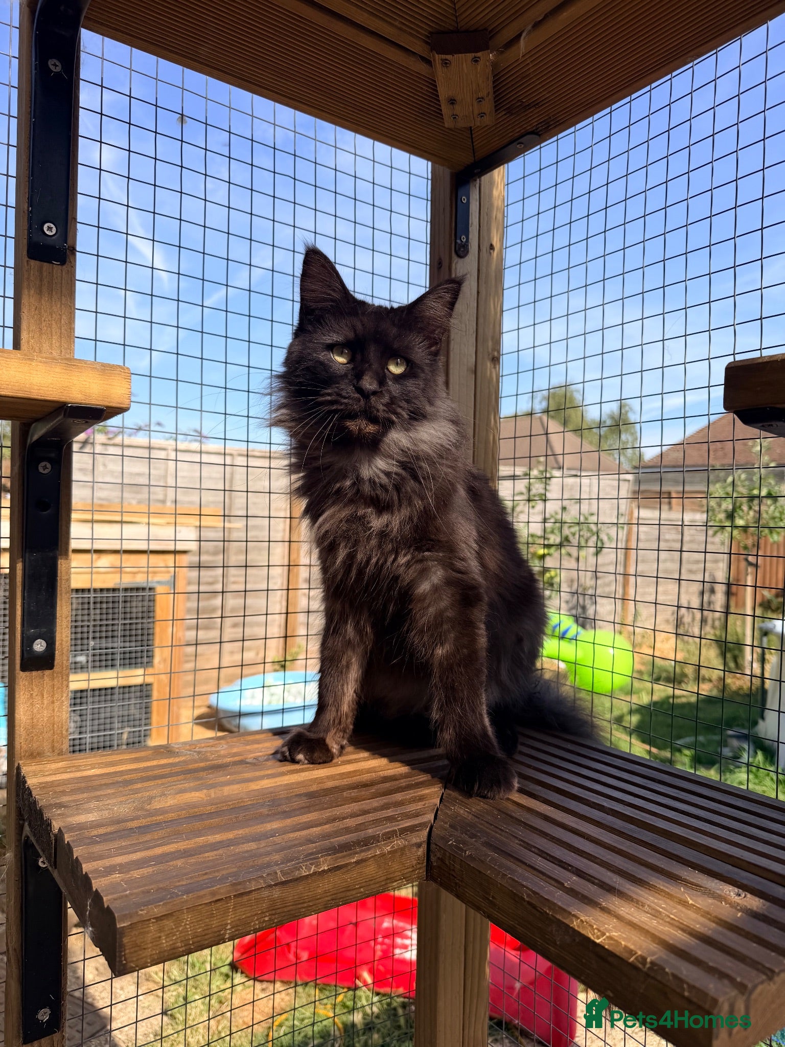 Maine Coon cats 1 year old black smoke female - Advert 3