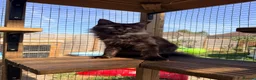 Maine Coon cats for sale: 1 year old black smoke female - Advert 4