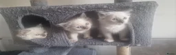 Ragdoll cats for sale: 3 blue point ragdoll kittens for sale - Advert 9
