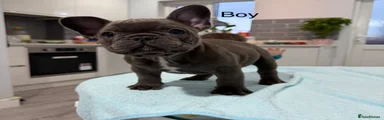 Puppy 1