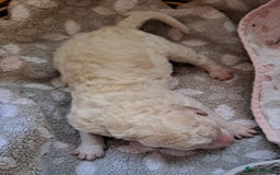 Labradoodle dogs for sale: Curly Coated Hypo-Allergenic Labradoodle Puppies   - Image 22