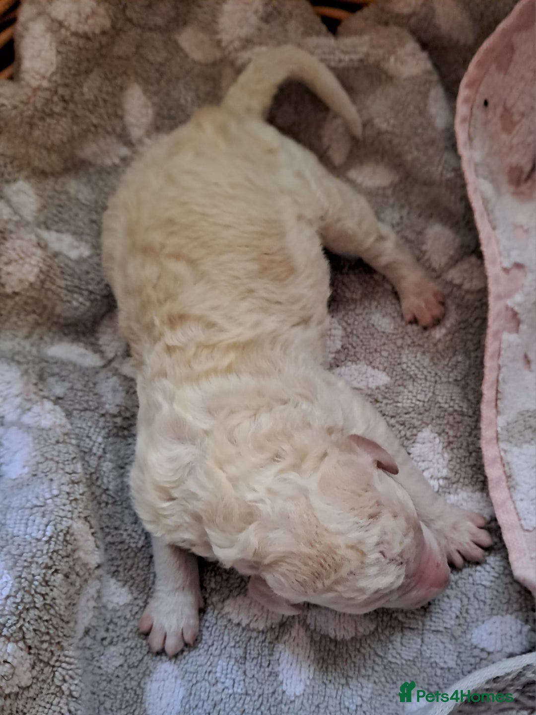 Labradoodle dogs for sale: Curly Coated Hypo-Allergenic Labradoodle Puppies   - Image 22