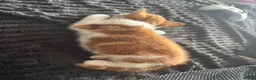 Mixed Breed cats for sale: Kitten for sale - Advert 2