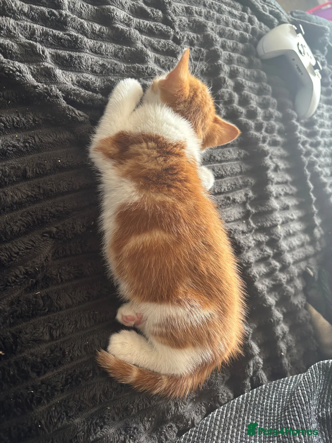 Mixed Breed cats for sale: Kitten for sale - Advert 2