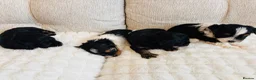 Yorkshire Terrier dogs for sale: Beautiful Yorkshire Terrier Puppies IHR Pedigree - Advert 14