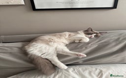 Ragdoll cats for sale: Ragdoll x tuxedo polydactyl kittens  - Image 1