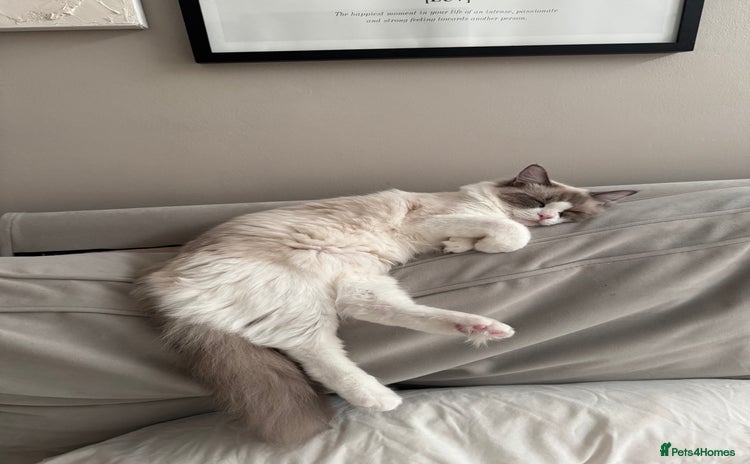 Ragdoll cats - Advert 1