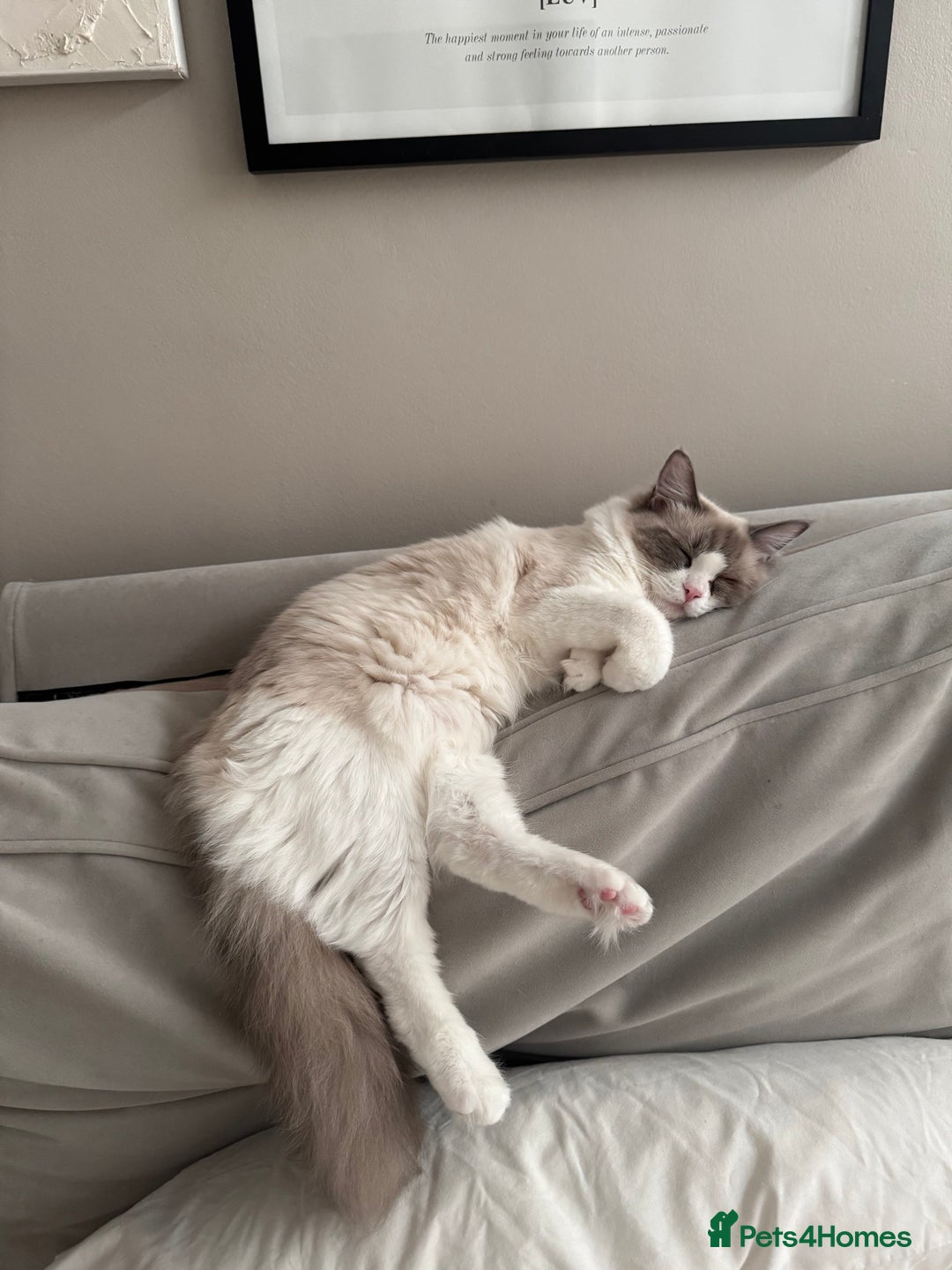 Ragdoll cats for sale: Ragdoll x tuxedo polydactyl kittens  - Image 1