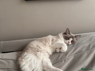 Ragdoll cats - Advert 1