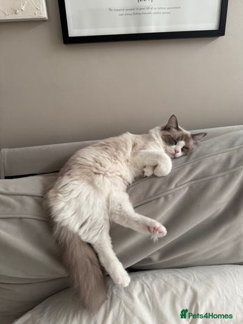 Ragdoll cats - Advert 1