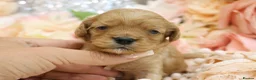 Cavapoo dogs for sale: *HEALTH TESTED*Cavapoo Puppies 5*LICENSED BREEDER* - Advert 21