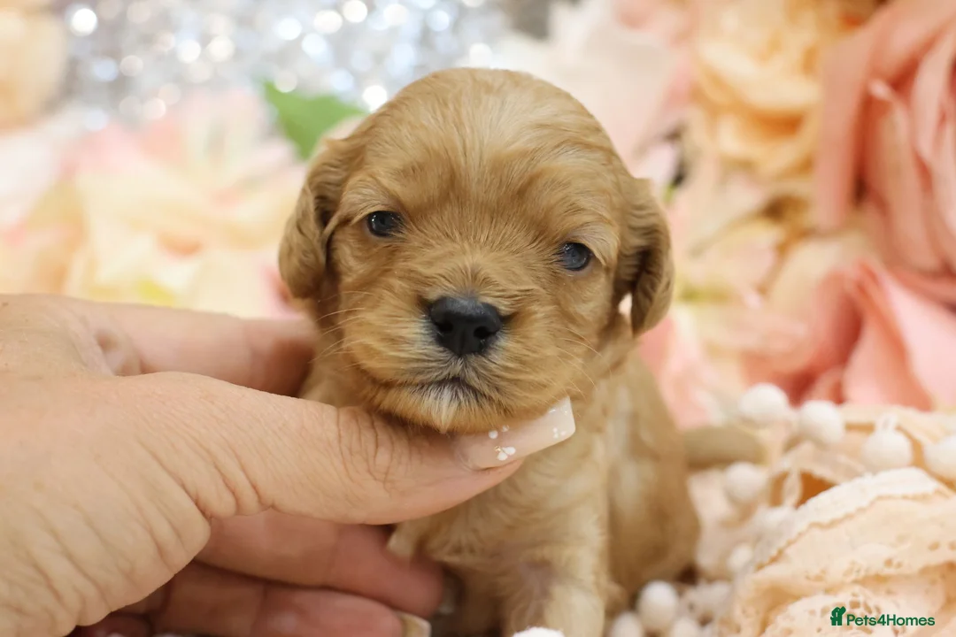 Cavapoo dogs for sale: *HEALTH TESTED*Cavapoo Puppies 5*LICENSED BREEDER* - Advert 36