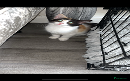 Turkish Van cats for sale: Beautiful Cats for sale  - Image 4