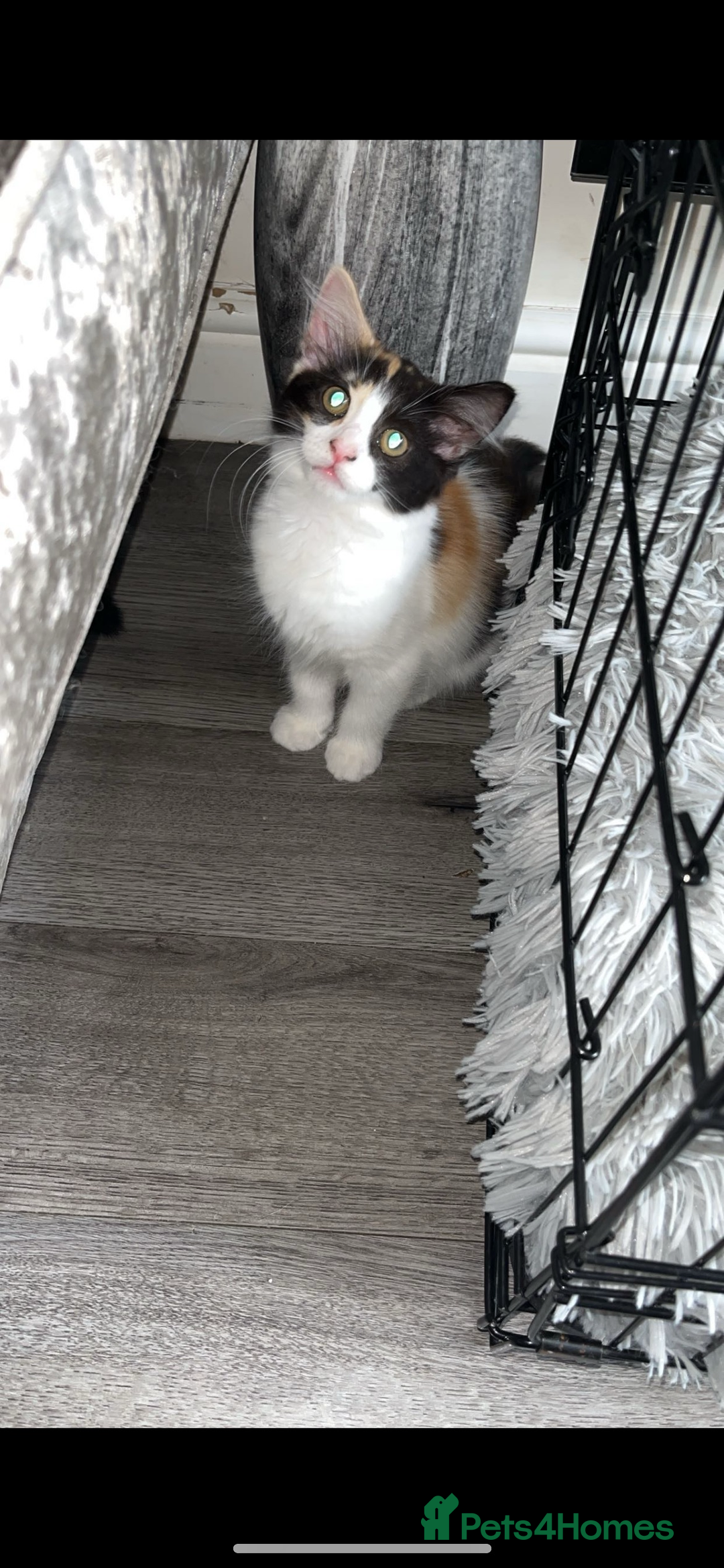 Turkish Van cats for sale: Beautiful Cats for sale  - Image 4