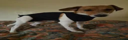 Mixed Breed dogs for adoption: Adorable Rescue puppy Suza for Adoption - Advert 3