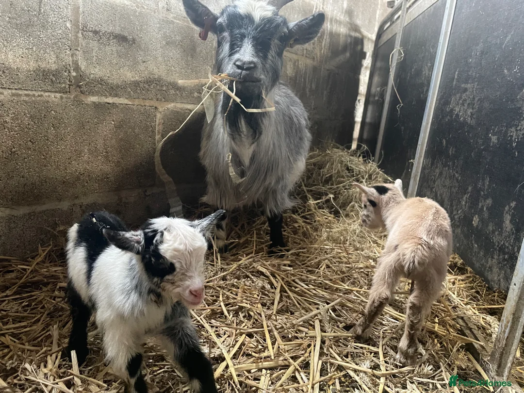 Goats livestock for sale: Pure pygmy goats - Advert 1