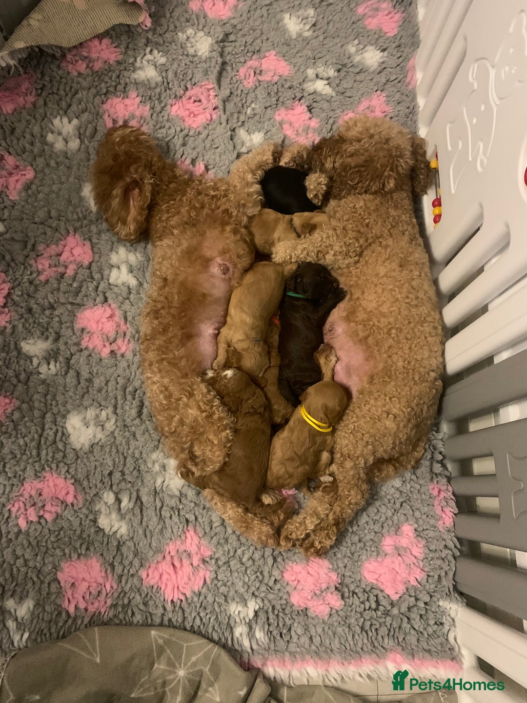 Cockapoo dogs for sale: Cockapoo F1b - Advert 14