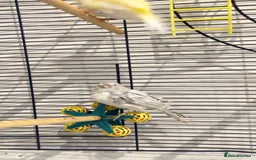Canaries birds for sale: 2 baby canaries   - Image 2