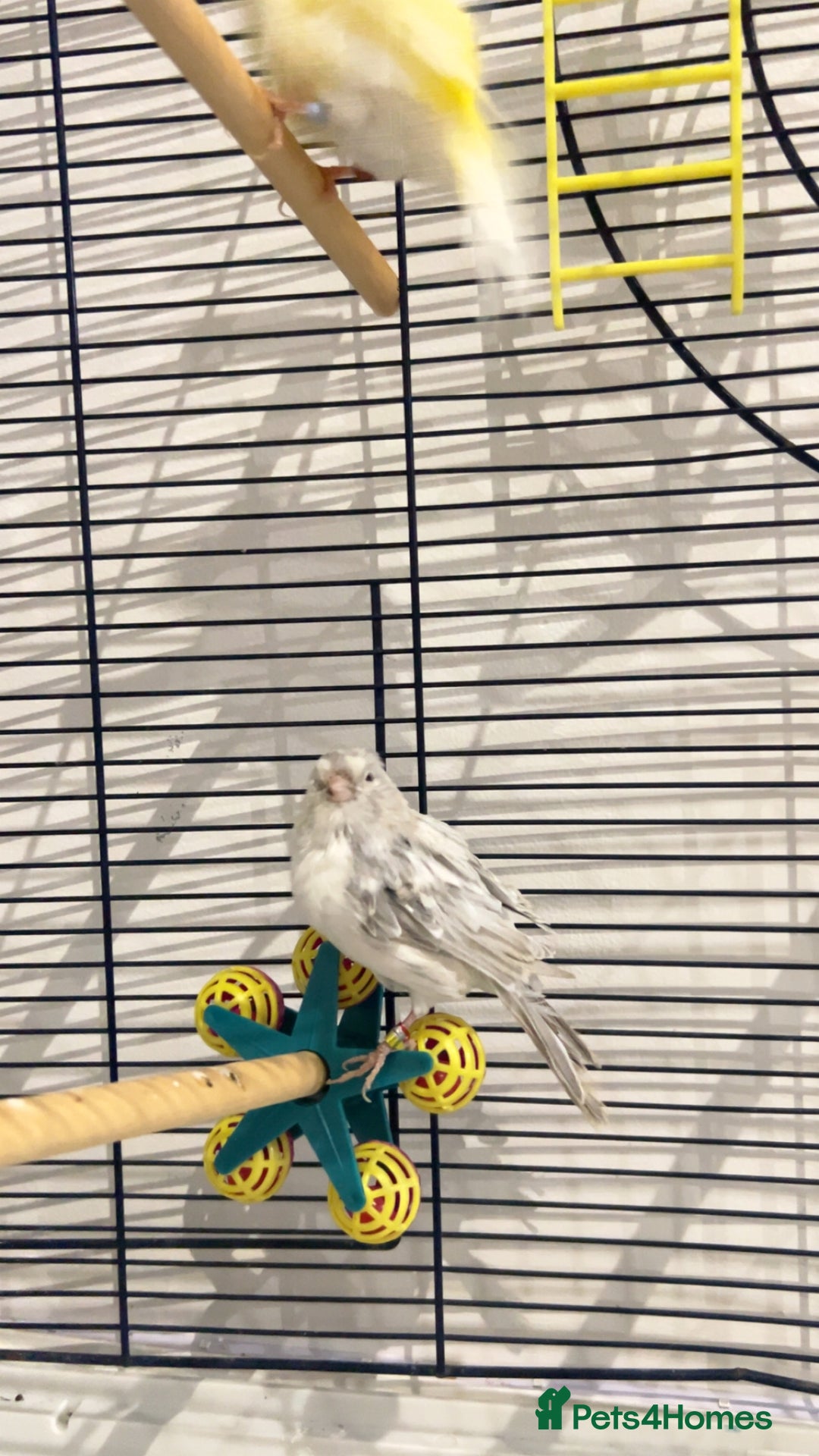 Canaries birds for sale: 2 baby canaries   - Image 2